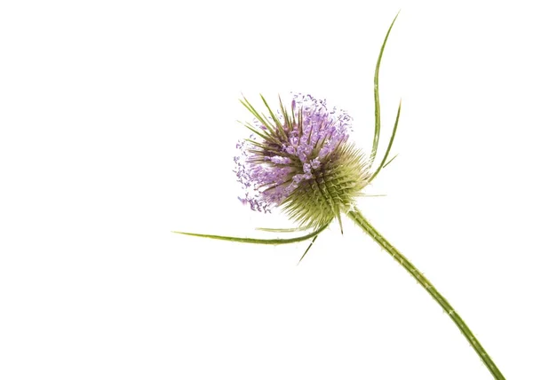 Burdock flowers isolated — Stock Photo, Image