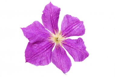 izole akasma çiçek 