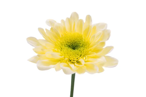 孤立的黄色菊花 — 图库照片