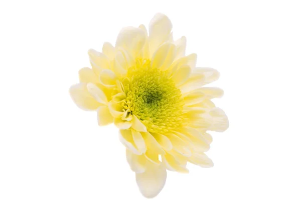 Yellow chrysanthemum isolated — Stock Photo, Image