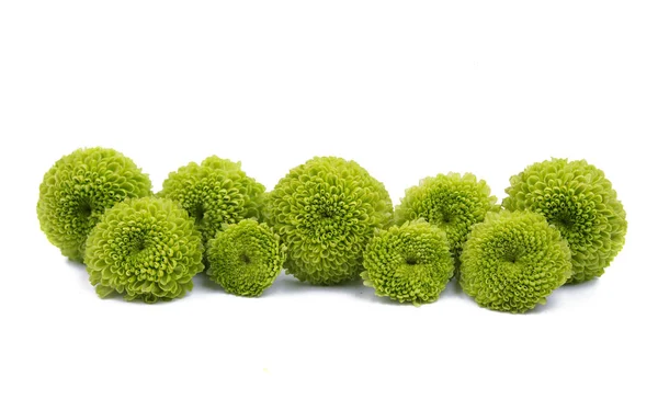 Chrysanthème vert isolé — Photo