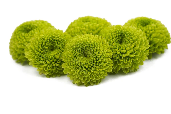 Groene chrysant geïsoleerd — Stockfoto
