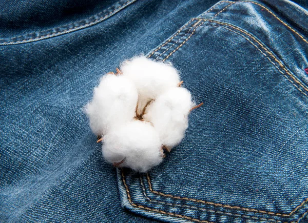 Un maturo boll di cotone su sfondo blu jeans — Foto Stock