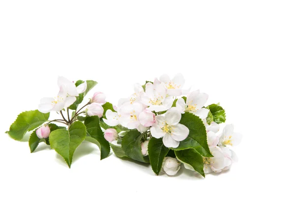 Bloemen van appelboom geïsoleerd — Stockfoto