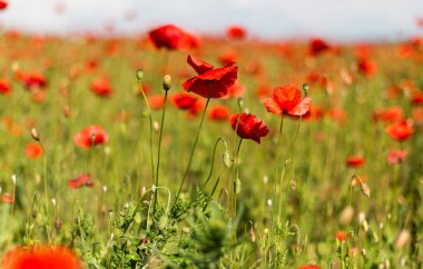 Çiçek açan gelincikli tarla