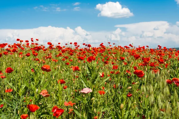 Field with blooming poppies — Stock Photo, Image
