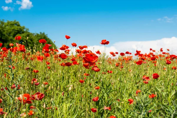 Field with blooming poppies — Stock Photo, Image