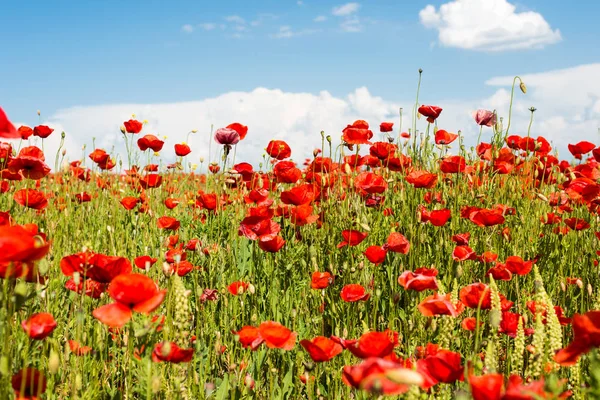 Field with blooming poppies — Stock Photo, Image