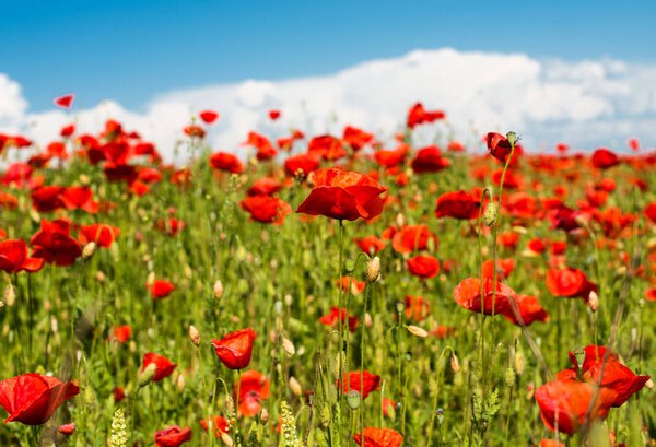 field with blooming poppies