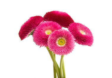 İzole güzel papatya çiçekler 