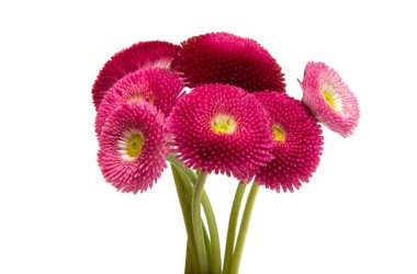 İzole güzel papatya çiçekler 