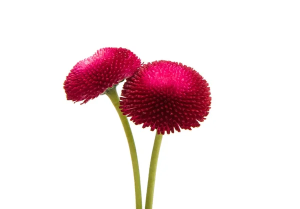 고립 된 아름 다운 데이지 꽃 — 스톡 사진