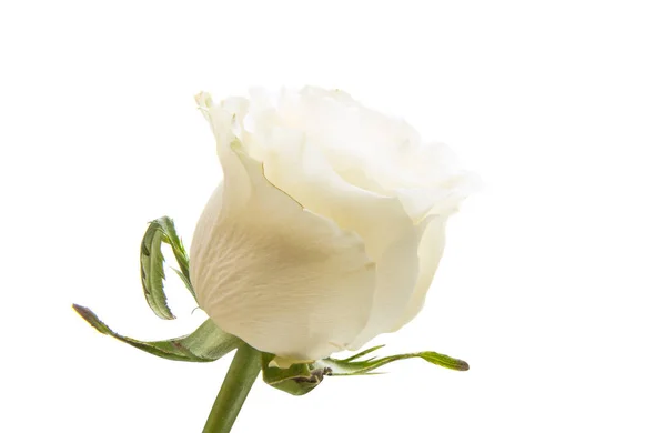 Beyaz gül çiçek — Stok fotoğraf