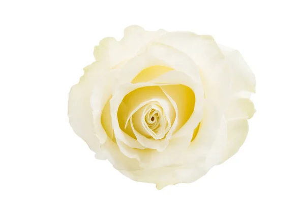 白玫瑰鲜花 — 图库照片