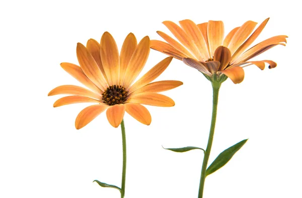 Osteosperumum fleur marguerite isolé sur fond blanc — Photo