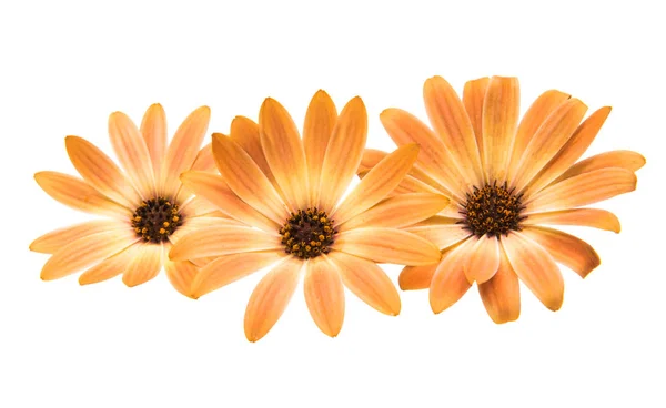 Osteosperumum Flower Daisy Izolované na bílém pozadí — Stock fotografie