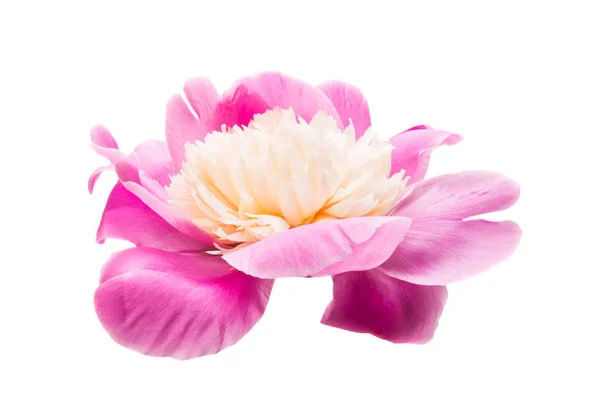 Peony flower isolated — Stock Photo, Image