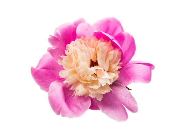 Peony flower isolated — Stock Photo, Image