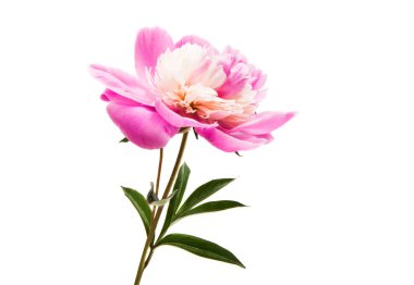 izole Şakayık çiçeği 