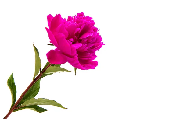 Peonia fiore isolato — Foto Stock