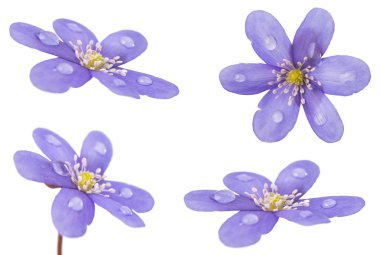 İzole mantarı nobilis 