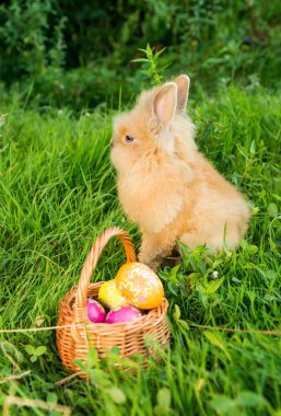 tavşan bahar yeşil çim