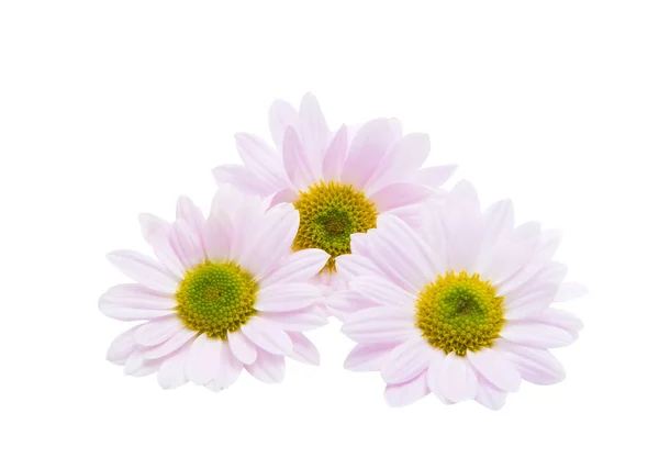 Pink chrysanthemum isolated — Stock Photo, Image