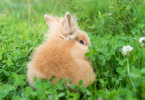 Conejo en la primavera en la hierba verde — Foto de Stock