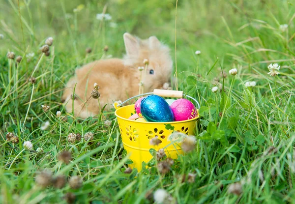 Rabbit in the spring in the green grass — Stock Photo, Image