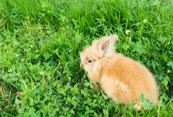 Kanin på våren i det gröna gräset — Stockfoto