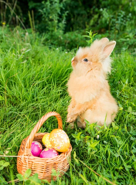 Rabbit in the spring in the green grass — Stock Photo, Image