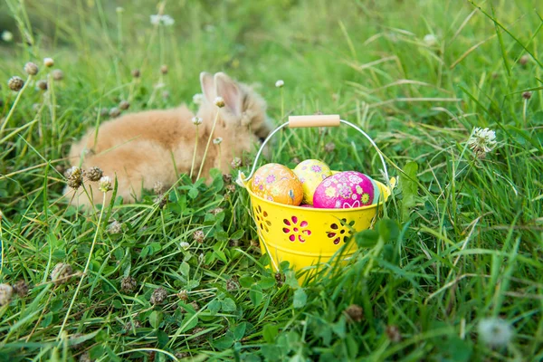 Coelho na primavera na grama verde — Fotografia de Stock