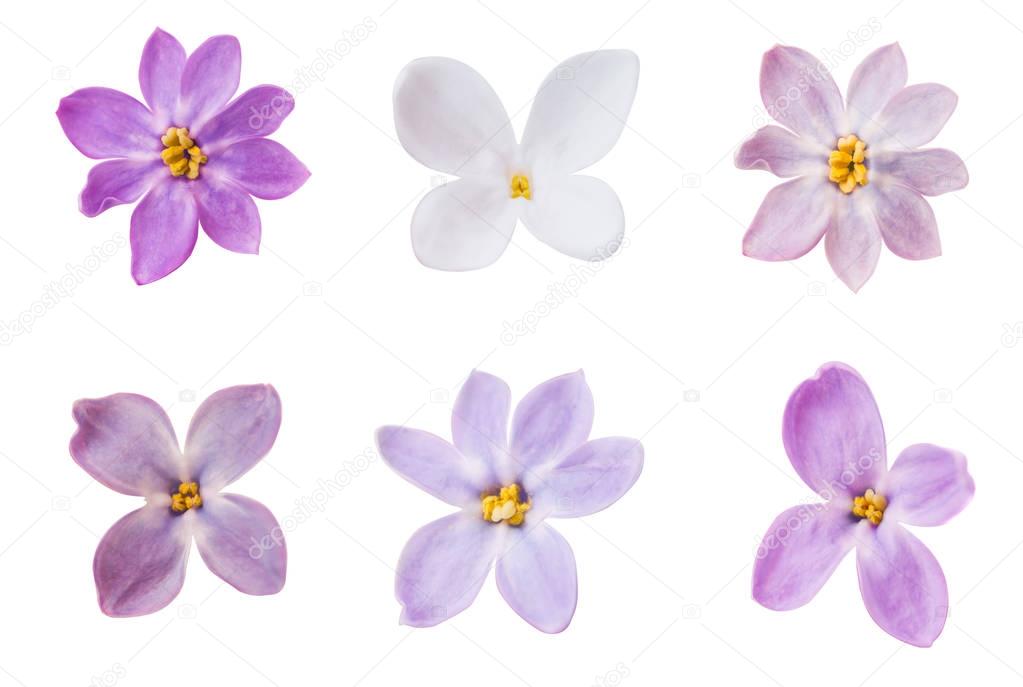 lilac flowers macro isolated 