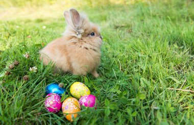 tavşan bahar yeşil çim