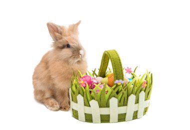 Tavşan ile izole Paskalya yumurtaları 