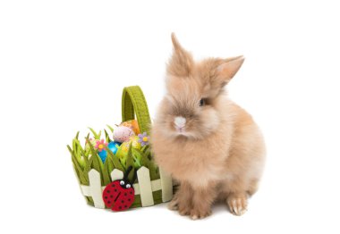 Tavşan ile izole Paskalya yumurtaları 