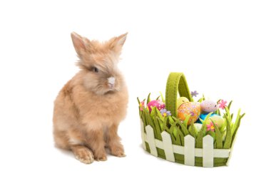 Tavşan ile izole Paskalya yumurtaları 