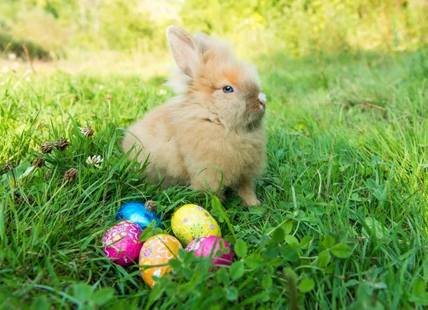 Coniglio in primavera nell'erba verde — Foto Stock
