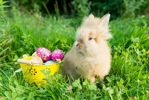 녹색 잔디에 봄 토끼 — 스톡 사진