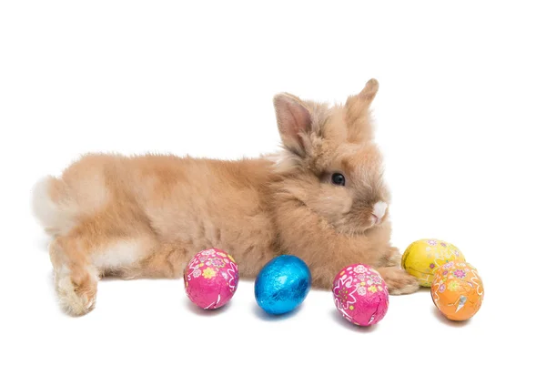 Кролик з великодніми яйцями ізольований — стокове фото