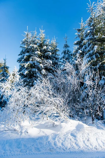 Güneşli bir günde güzel kış manzarası — Stok fotoğraf