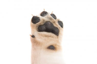 izole köpek yavrusu pençe 