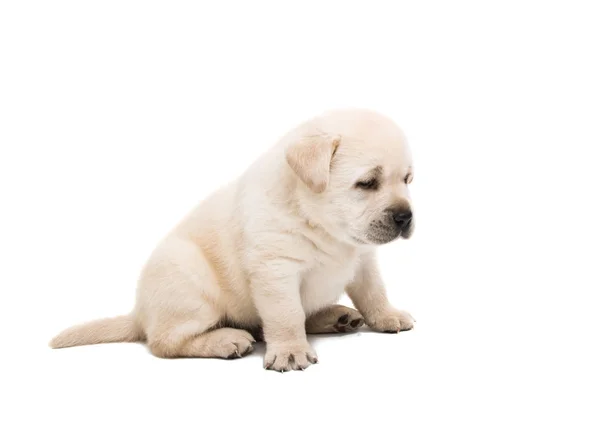 Labrador štěně, samostatný — Stock fotografie