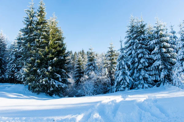 美丽的冬天风景在一个晴朗的天 — 图库照片