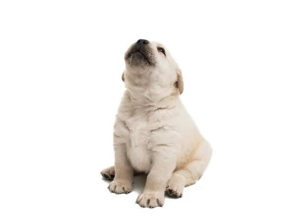 Cachorrinho labrador isolado — Fotografia de Stock