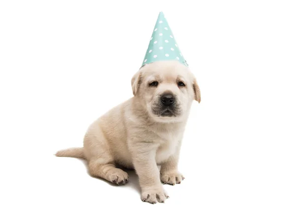 Pup labrador geïsoleerd — Stockfoto