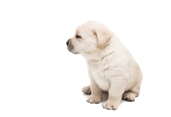 Pup labrador geïsoleerd — Stockfoto