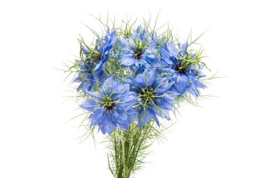 NIGELLA blue flower  clipart
