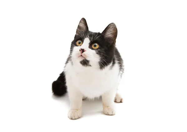 Чёрно-белая кошка — стоковое фото