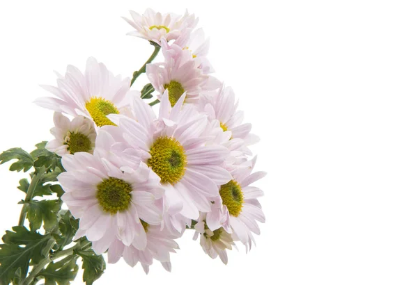 Pink chrysanthemum isolated — Stock Photo, Image